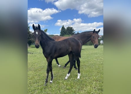 Oldenburg-International (OS), Mare, 1 year, Smoky-Black