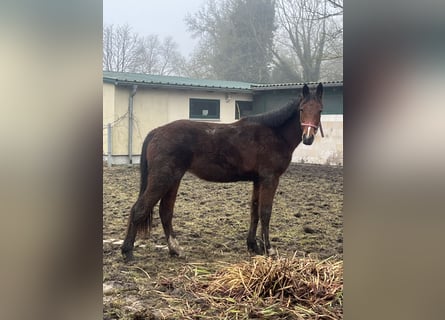 Oldenburg-International (OS), Mare, 2 years, 16,2 hh, Brown