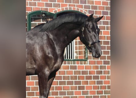 Oldenburg-International (OS), Mare, 3 years, 16,1 hh, Gray-Dark-Tan