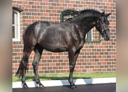 Oldenburg-International (OS), Mare, 3 years, 16,1 hh, Gray-Dark-Tan