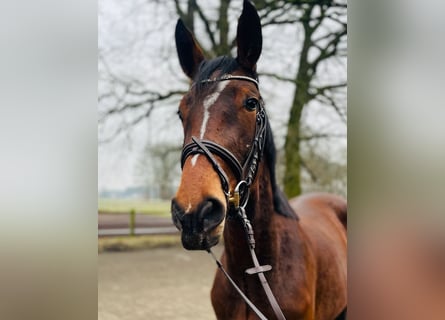 Oldenburg-International (OS), Mare, 3 years, 16,3 hh, Brown