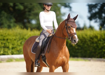 Oldenburg-International (OS), Mare, 4 years, 15.2 hh, Chestnut-Red