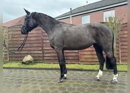 Oldenburg-International (OS), Mare, 4 years, 16,1 hh, Smoky-Black