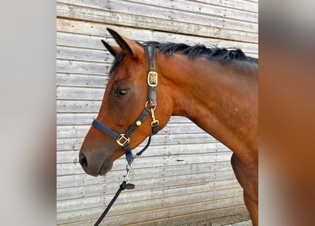 Oldenburg-International (OS), Mare, 4 years, 16 hh, Brown