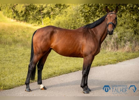 Oldenburg-International (OS), Mare, 4 years, 16 hh, Brown