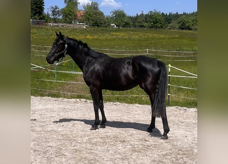 Oldenburg-International (OS), Mare, 5 years, 16,1 hh, Smoky-Black