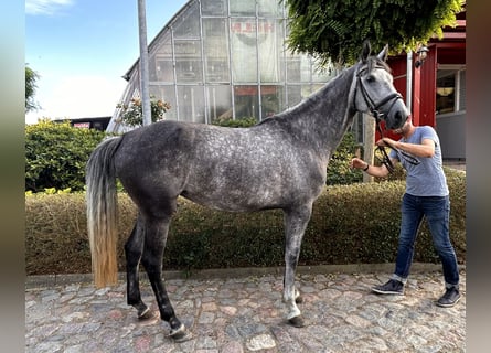 Oldenburg-International (OS), Mare, 5 years, 16.2 hh, Gray