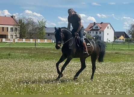 Oldenburg-International (OS), Mare, 5 years, 16,3 hh, Bay-Dark