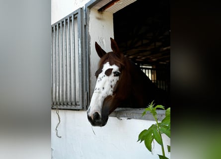 Oldenburg-International (OS), Mare, 5 years, 16 hh, Chestnut