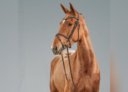 Oldenburg-International (OS), Mare, 5 years, 17,1 hh, Chestnut-Red