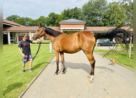 Oldenburg-International (OS), Mare, 5 years, Brown