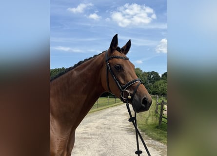 Oldenburg-International (OS), Mare, 6 years, 15,2 hh, Brown