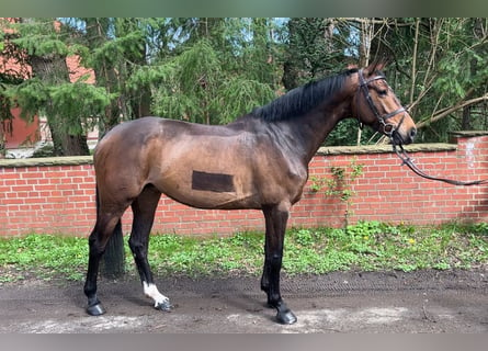 Oldenburger Springpferd, Stute, 6 Jahre, 16,1 hh, Dunkelbrauner