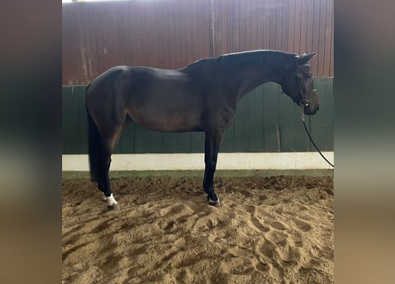 Oldenburg-International (OS), Mare, 8 years, 16,1 hh, Bay-Dark