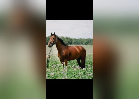 Oldenburg-International (OS), Mare, 8 years, 16,1 hh, Brown