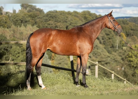 Oldenburg-International (OS), Mare, 8 years, 16,2 hh, Brown