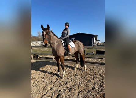 Oldenburg-International (OS), Mare, 9 years, 16,3 hh, Bay-Dark