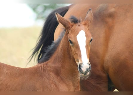 Oldenburg-International (OS), Mare, Foal (05/2024), 16,1 hh, Brown