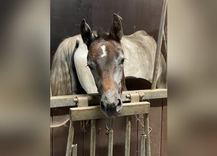 Oldenburg-International (OS), Mare, Foal (04/2024), 16,2 hh, Gray