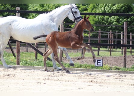 Oldenburg-International (OS), Mare, Foal (04/2024), Bay-Dark