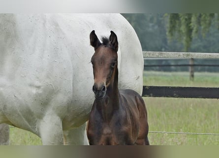 Oldenburg-International (OS), Mare, Foal (05/2024), Bay-Dark