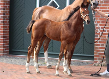 Oldenburg-International (OS), Mare, Foal (04/2024), Brown