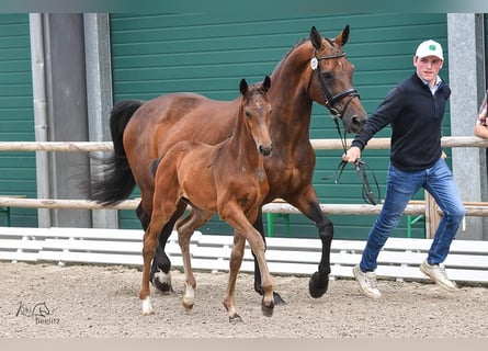 Oldenburg-International (OS), Mare, Foal (04/2024), Brown