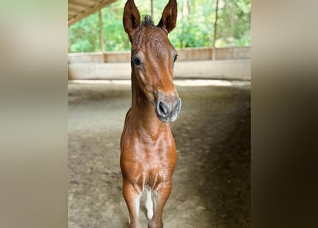 Oldenburg-International (OS), Mare, Foal (06/2024), Brown