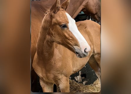 Oldenburg-International (OS), Mare, Foal (06/2024), Chestnut-Red