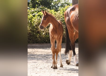 Oldenburg-International (OS), Mare, Foal (05/2024), Chestnut-Red