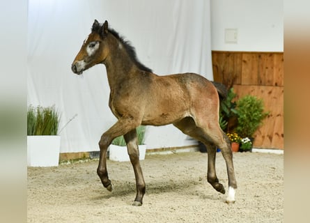 Oldenburg-International (OS), Mare, Foal (01/2024), Gray