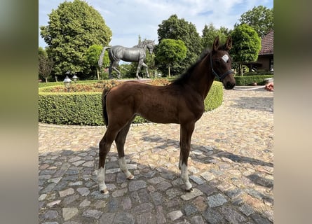 Oldenburg-International (OS), Stallion, 1 year, 12 hh, Brown