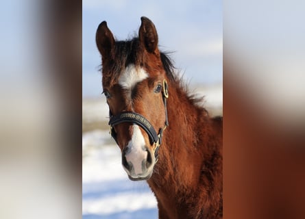 Oldenburg-International (OS), Stallion, 1 year, 16,1 hh, Brown