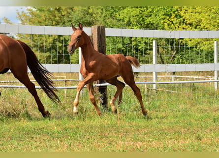 Oldenburg-International (OS), Stallion, 1 year, 16.2 hh, Chestnut-Red