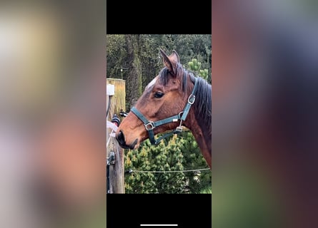 Oldenburg-International (OS), Stallion, 1 year, Brown