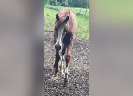 Oldenburg-International (OS), Stallion, 1 year, Chestnut-Red