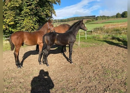 Oldenburg-International (OS), Stallion, 1 year, Smoky-Black