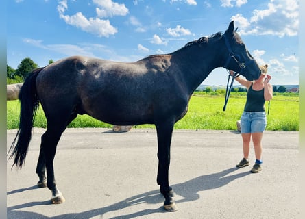 Oldenburger Springpferd, Hengst, 2 Jahre, Rappschimmel