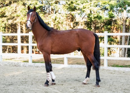 Oldenburg-International (OS), Stallion, 3 years, 16.3 hh, Brown