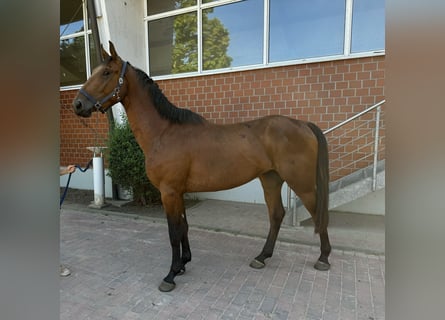 Oldenburger Springpferd, Hengst, 3 Jahre, Brauner