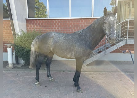 Oldenburg-International (OS), Stallion, 4 years, Gray