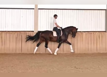 Oldenburg-International (OS), Stallion, 5 years, 17 hh, Bay-Dark