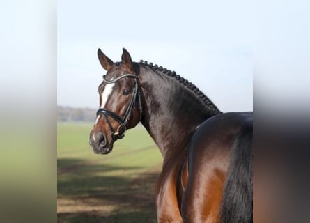 Oldenburg-International (OS), Stallion, 12 years, 16.2 hh, Bay-Dark