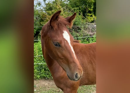 Oldenburger Springpferd, Hengst, Fohlen (05/2024), 16,1 hh, Fuchs