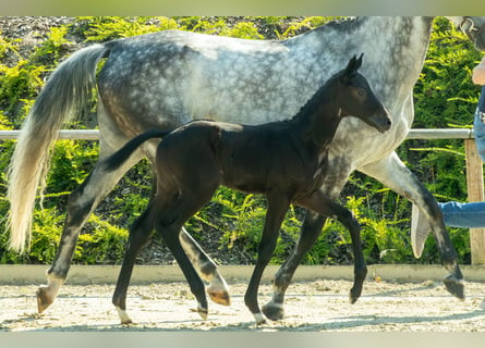 Oldenburg-International (OS), Stallion, Foal (02/2024), 16.2 hh, Can be white