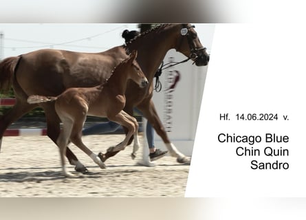 Oldenburg-International (OS), Stallion, Foal (06/2024), 16,2 hh, Chestnut-Red