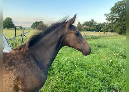 Oldenburg-International (OS), Stallion, Foal (05/2023), Bay-Dark