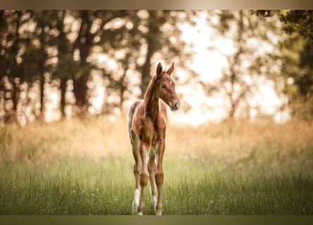 Oldenburg-International (OS), Stallion, , Brown