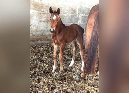 Oldenburg-International (OS), Stallion, Foal (03/2024), Brown