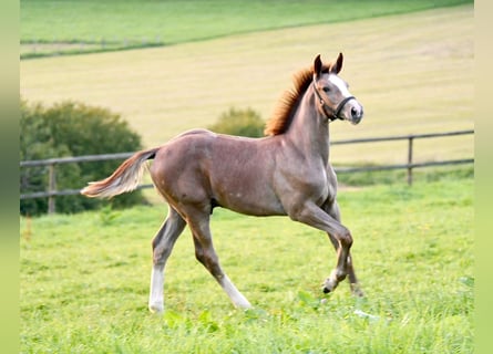 Oldenburg-International (OS), Stallion, Foal (05/2023), Gray